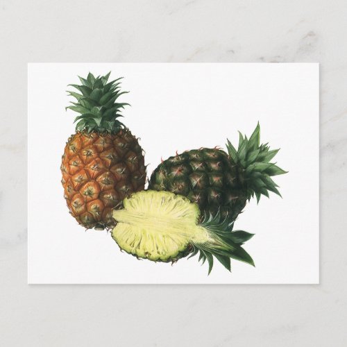 Vintage Hawaiian Pineapples Organic Food Fruit Postcard