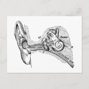 Vintage Hearing Medical Ear Canal Diagram Postcard
