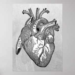 vintage heart anatomy poster