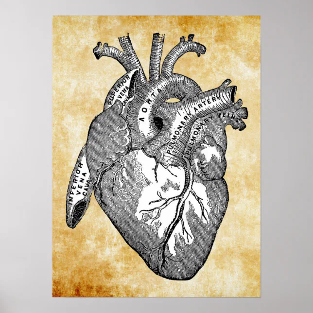 vintage heart anatomy poster | Zazzle