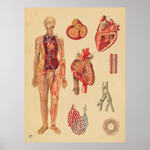 Vintage Heart Arteries Human Anatomy Medical Chart