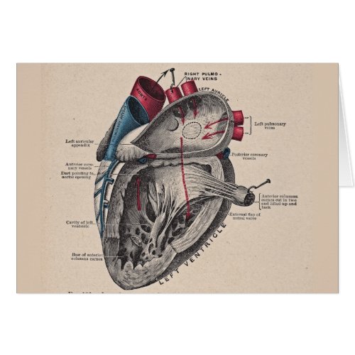 Vintage Heart Cardiovascular system anatomy