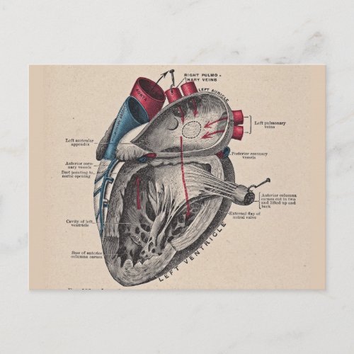 Vintage Heart Cardiovascular system anatomy Postcard