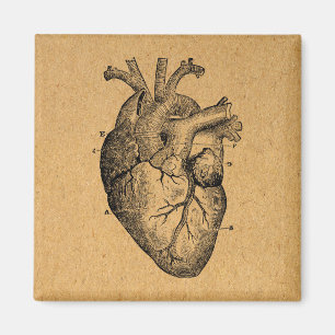 Vintage Heart Diagram Illustration Vintage Art Magnet