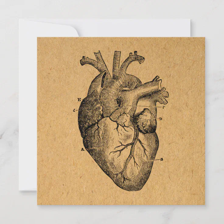 Vintage Heart Diagram Illustration Vintage Art Note Card | Zazzle