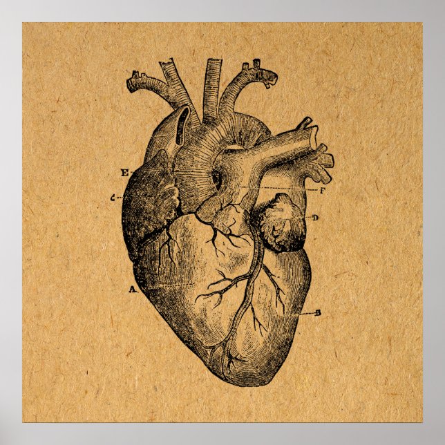 Vintage Heart Diagram Illustration Vintage Art Poster (Front)