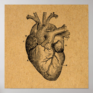 Vintage Heart Diagram Illustration Vintage Art Poster