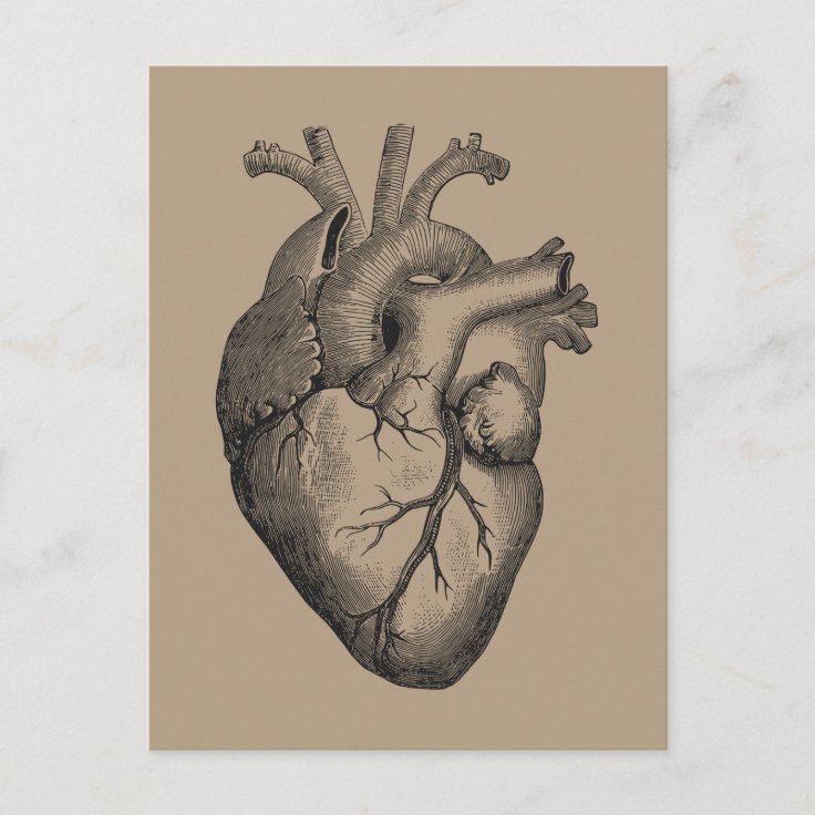 Vintage Heart Illustration Postcard | Zazzle