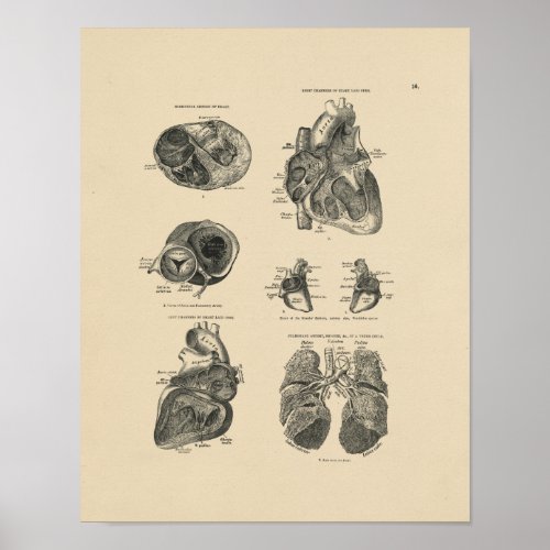 Vintage Heart Lung Anatomy 1880 Print