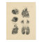 Vintage Heart Lung Anatomy 1880 Print