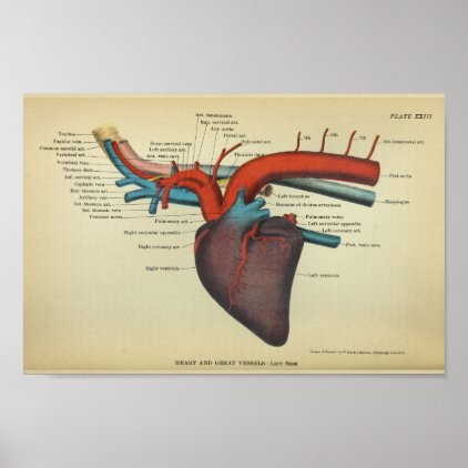 Vintage Heart of the Horse Anatomy Print