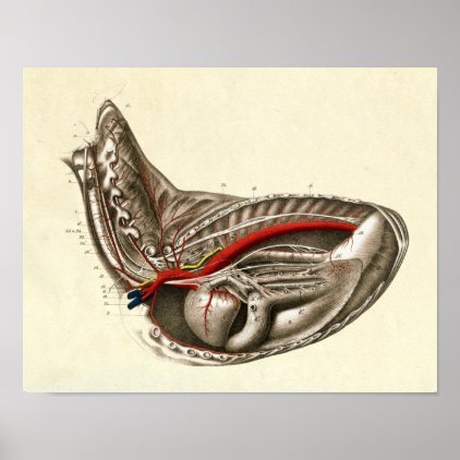 Vintage Heart of the Horse Anatomy Print