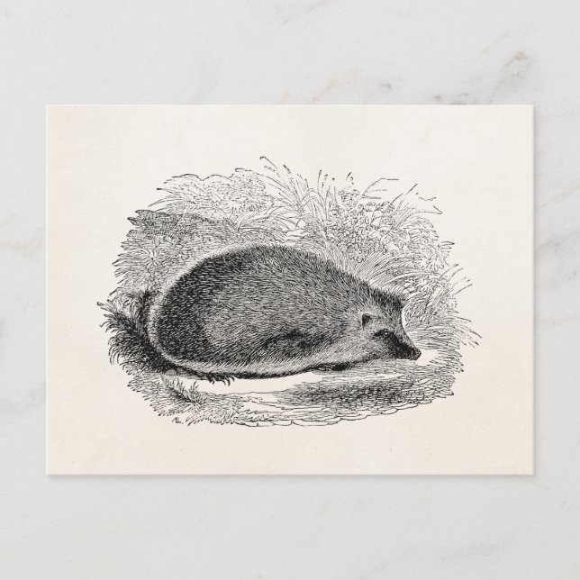 Vintage Hedgehog 1800s Hedgehogs Illustration Postcard (Front)