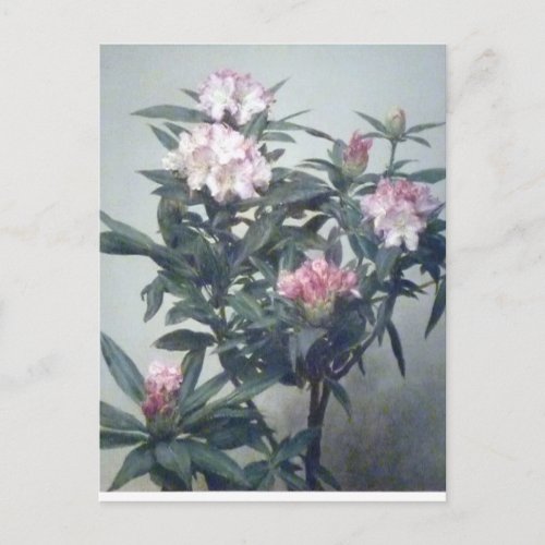 Vintage Henri Latour Blooming Rhododendron Branch Postcard