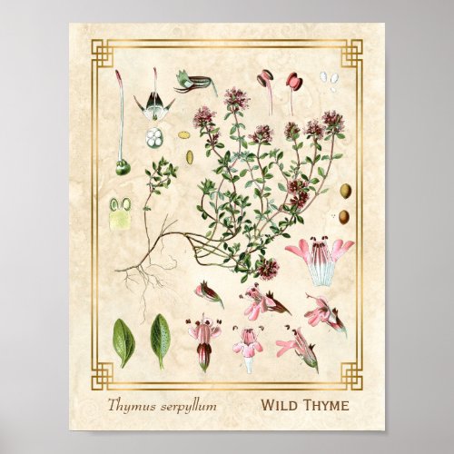 Vintage Herbal Illustrations Wild Thyme Botanical Poster