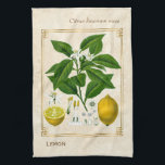 Vintage Herbal Plant Lemon Fruit Botanical Art Kitchen Towel<br><div class="desc">Capture the charm of yesterday with Charmed Life's vintage herbal art kitchen towels featuring antique German lithographs of medicinal plants and herbs from Franz Eugen Köhler’s "Medizinal-Pflanzen" or "Medicinal Plants" published in 1887. The lemon, Citrus limon, is a species of small evergreen tree in the flowering plant family Rutaceae, native...</div>