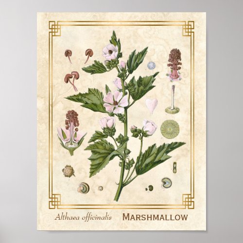 Vintage Herbal Plant Marshmallow Botanical Art Poster