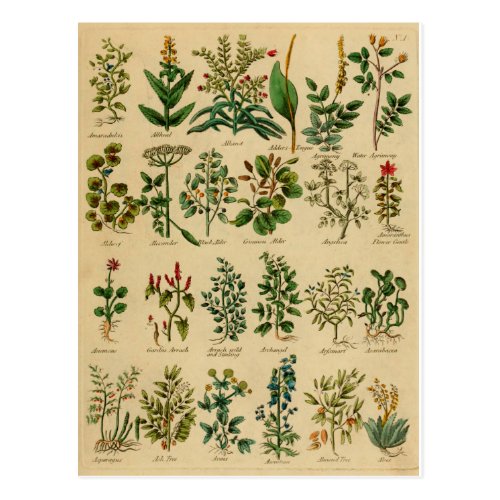 Vintage Herbal Postcard Series - 1