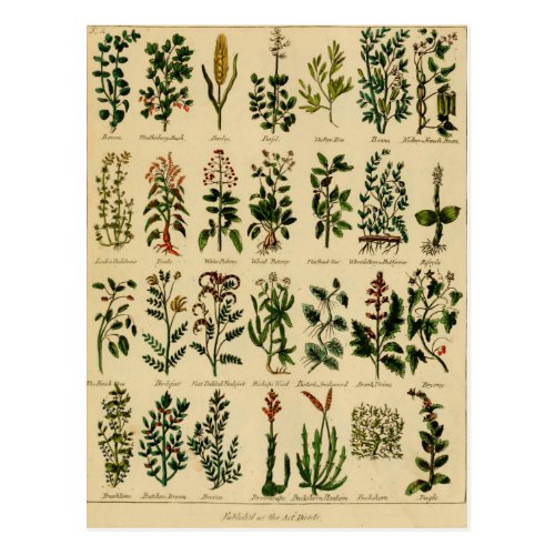 Vintage Herbal Postcard Series - 2