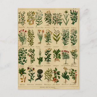 Vintage Herbal Postcard Series - 3