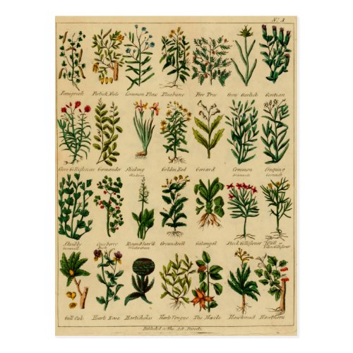 Vintage Herbal Postcard Series - 3