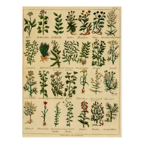 Vintage Herbal Postcard Series - 4