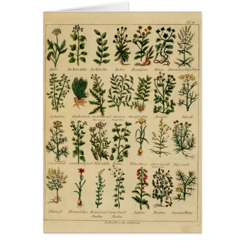 Vintage Herbal Greeting Card Series - 4