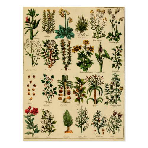 Vintage Herbal Postcard Series - 5