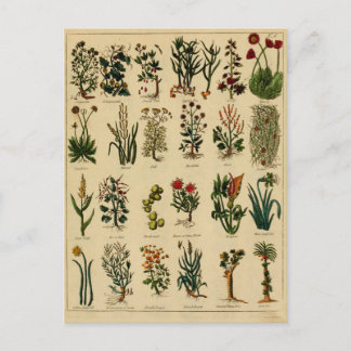 Vintage Herbal Postcard Series - 6