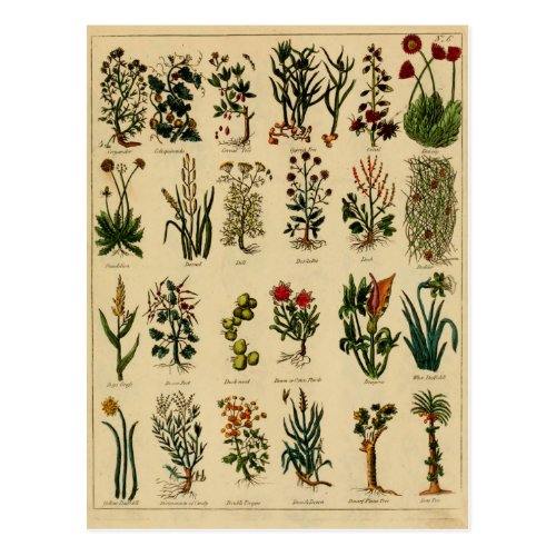 Vintage Herbal Postcard Series - 6