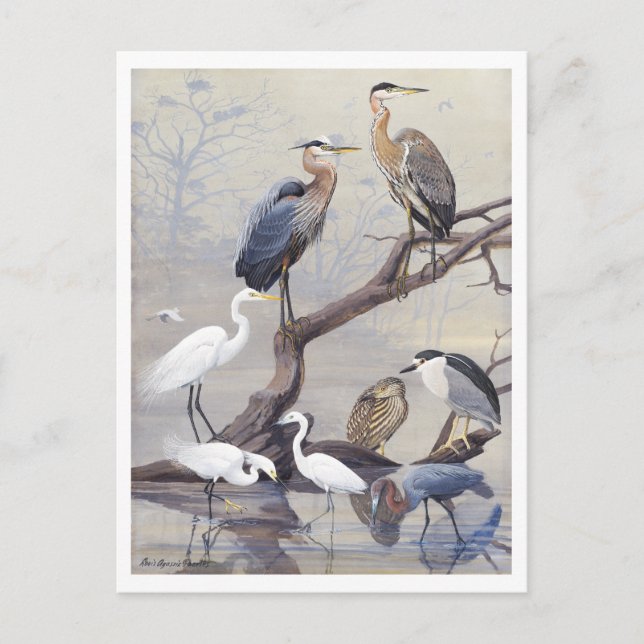 Vintage Heron and Egret Postcard (Front)