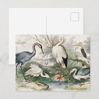 Vintage Heron Stork and Crane Nature Art Print Postcard
