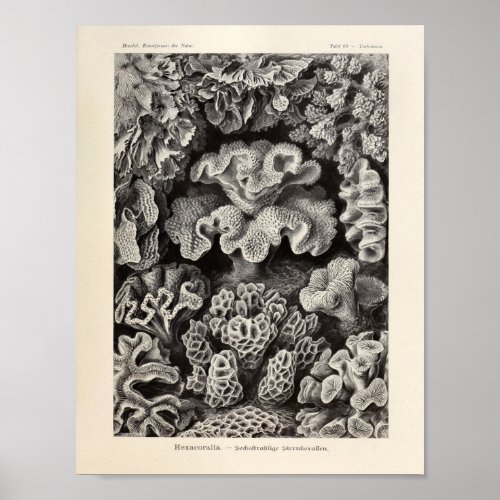 Vintage Hexacoralla Coral Ernst Haeckel Art Print