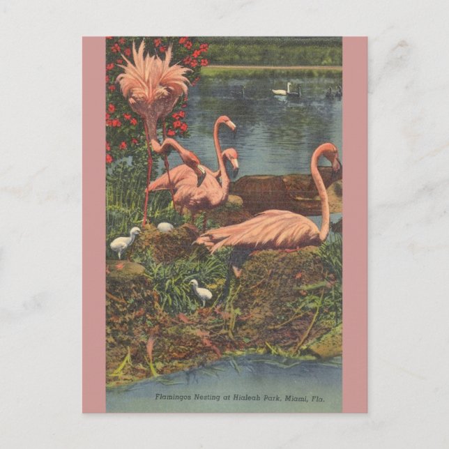 Vintage Hialeah Park Miami Flamingos Post Card (Front)