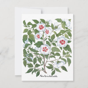 Vintage Hibiscus Flowers by Basilius Besler
