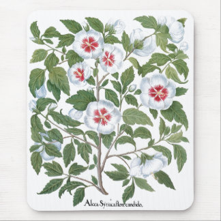 Vintage Hibiscus Flowers by Basilius Besler Mouse Pad