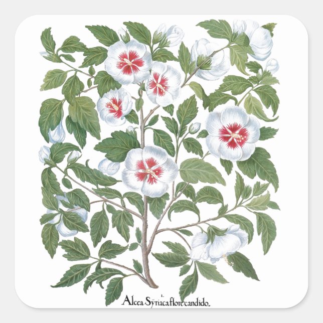 Vintage Hibiscus Flowers by Basilius Besler Square Sticker (Front)