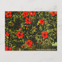 Vintage Hibiscus, Miami, Florida Travel Postcard