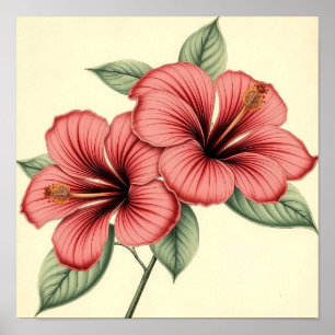 Vintage Hibiscus on Weathered Paper Poster