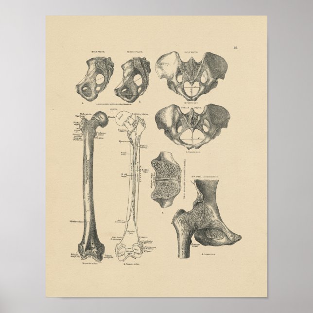 Vintage Hip Bones Anatomy 1880 Print (Front)