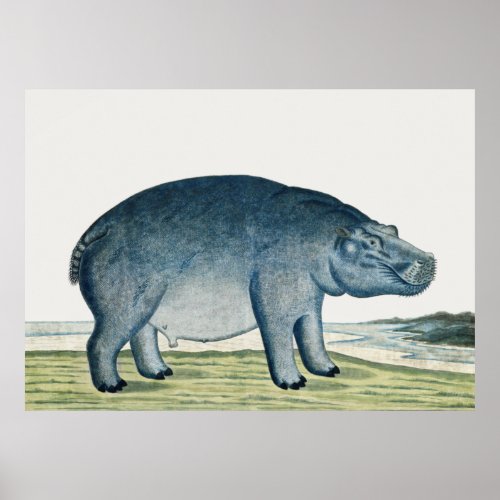 Vintage Hippopotamus  Art Painting African Animals Poster