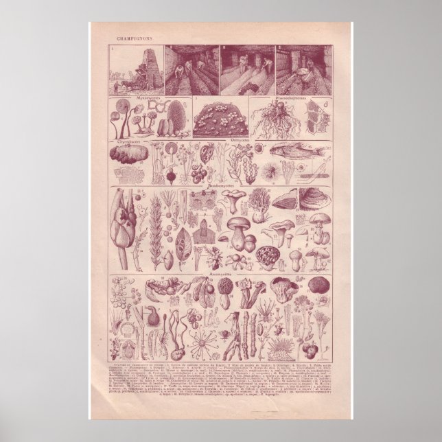 VIntage historic 1920  Mushrooms Poster (Front)