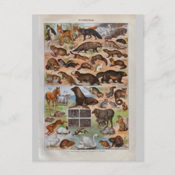 Vintage Historic Animals With Fur Or Hair Postcard by windsorprints at Zazzle
