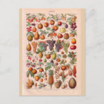 Vintage Historic  Fruit Postcard at Zazzle