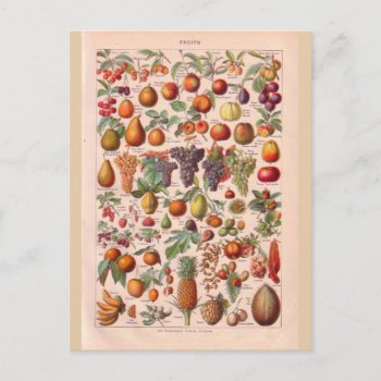Vintage Historic  Fruit Postcard by windsorprints at Zazzle