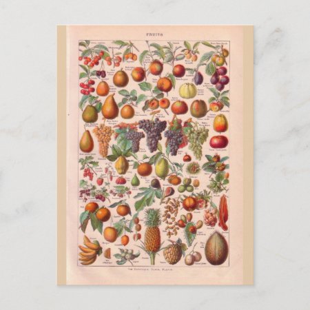 Vintage Historic  Fruit Postcard
