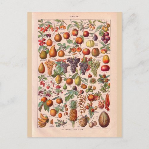 Vintage historic  fruit postcard