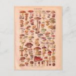 Vintage Historic Mushrooms Postcard at Zazzle