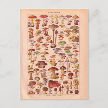 Vintage Historic Mushrooms Postcard by windsorprints at Zazzle