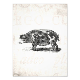 Vintage Hog Illustration on Old Paper 1800s Pig Photo Print